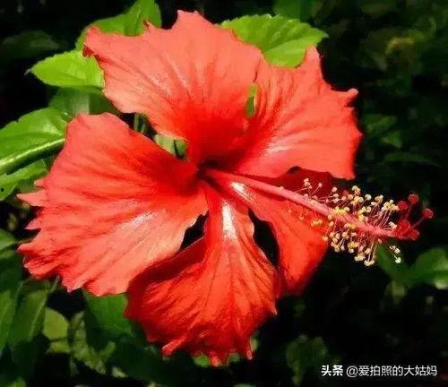 直播爆料扶桑花的视频下载,扶桑花种植技巧与养护全解析  第2张